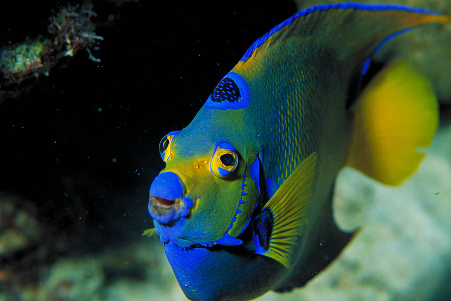 Queen Angelfish #1 Photograph by Charles Angelo