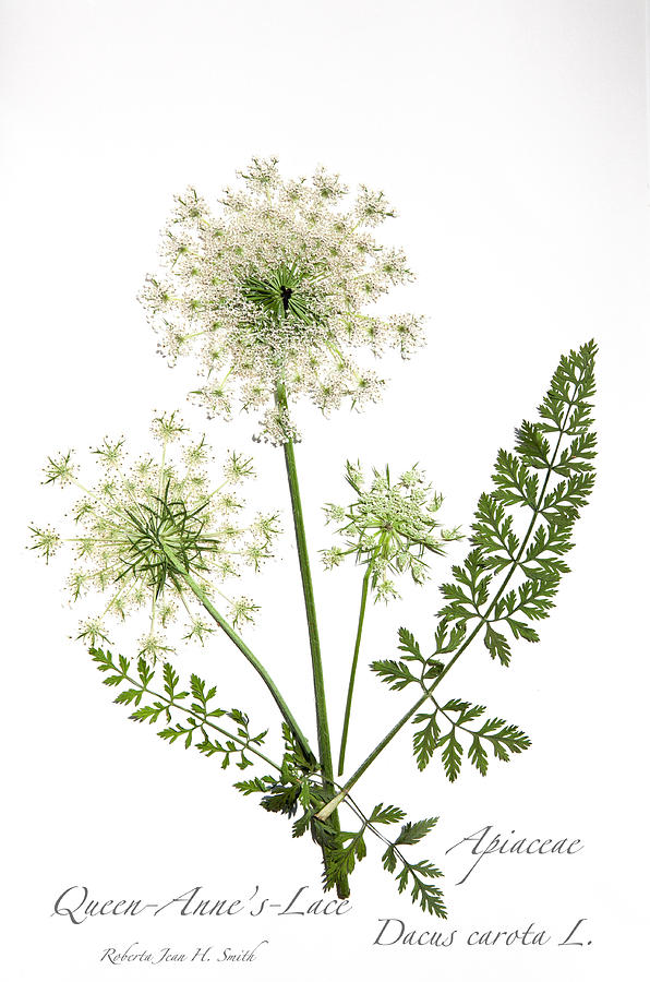 Apiaceae Photograph - Queen-Annes-Lace 2 #1 by Roberta Jean Smith