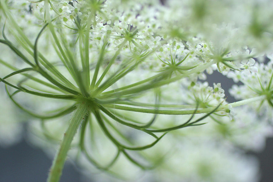 Flowers Still Life Photograph - Queen Annes Lace Bloom #1 by Anna Miller