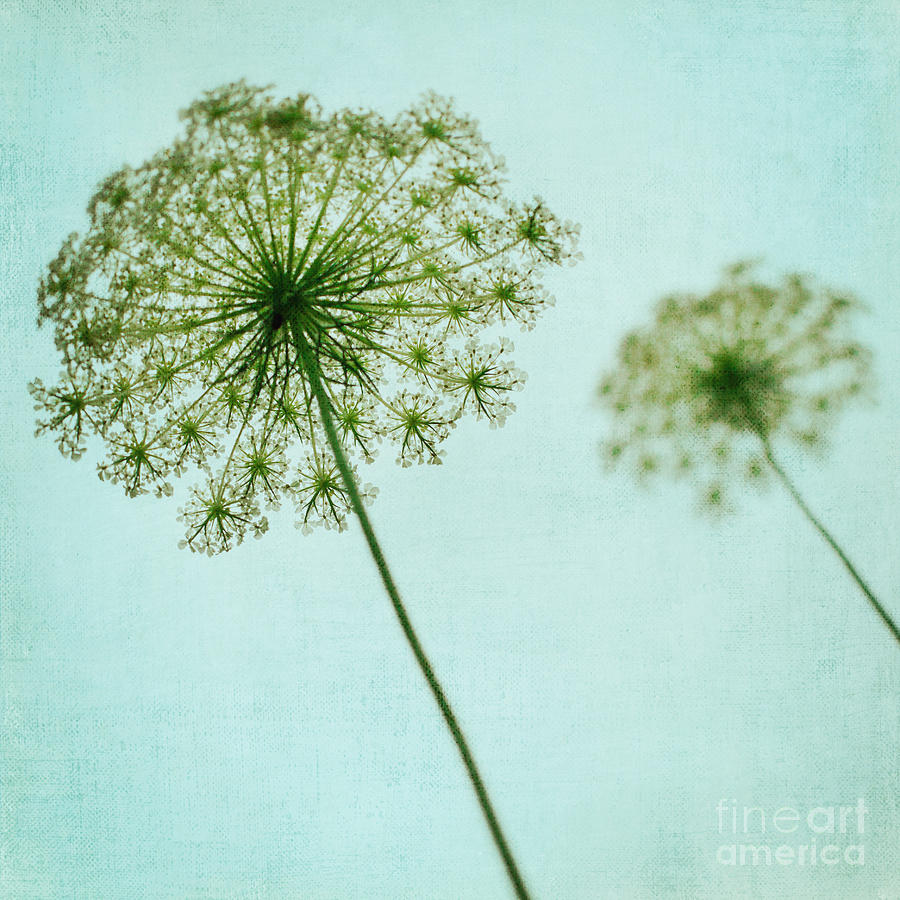 Queen Annes Lace #1 Photograph by Kim Fearheiley