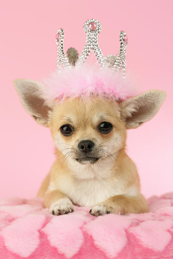 Dog Photograph - Queen Chihuahua #1 by MGL Meiklejohn Graphics Licensing