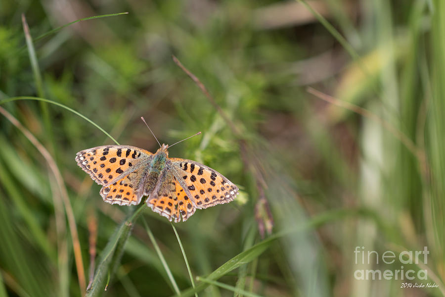 Queen of Spain Fritillary Butterfly #1 Photograph by Jivko Nakev
