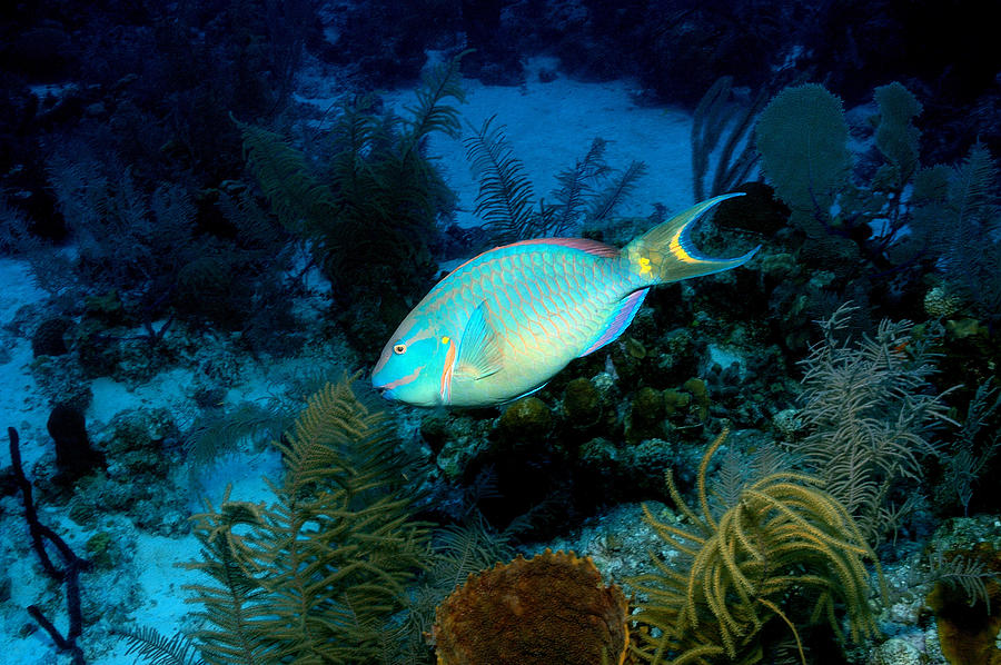 Queen Parrotfish #1 Photograph by Charles Angelo