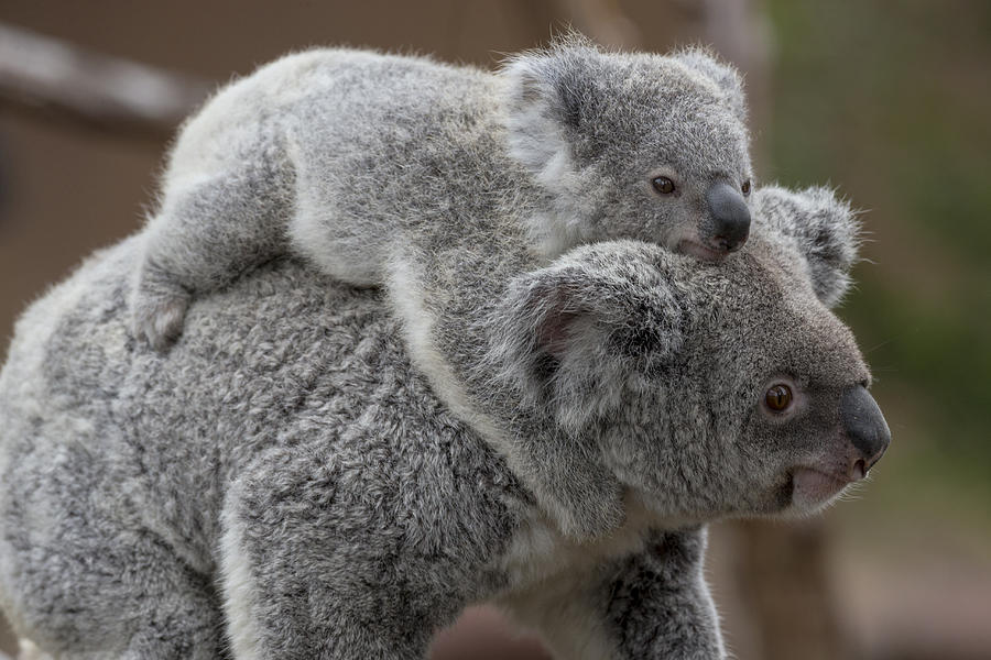 Queensland Koala With Joey Photograph by Zssd - Fine Art America