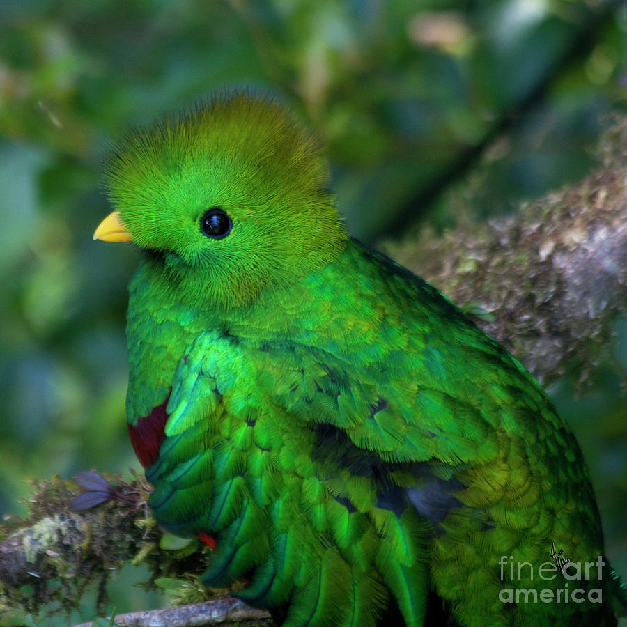 Quetzal Photograph by Heiko Koehrer-Wagner