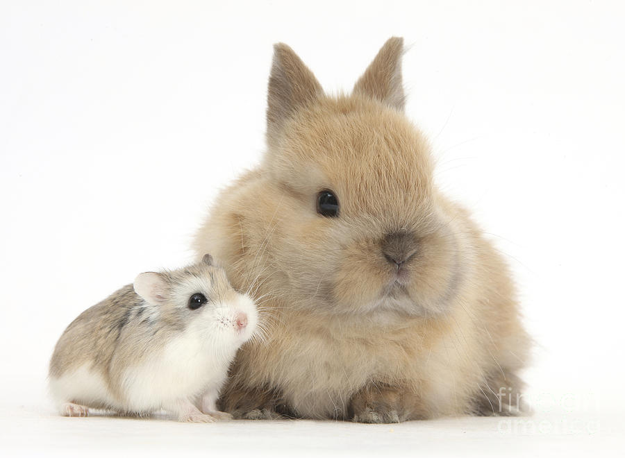 Rabbit And Roborovski Hamster #1 Photograph by Mark Taylor