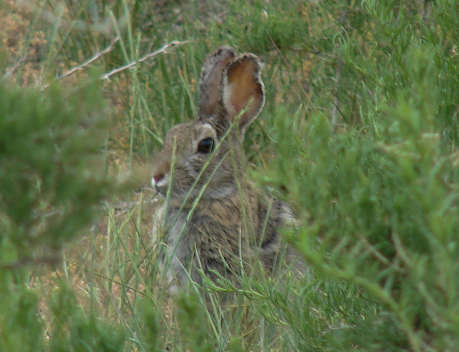 Rabbit  Photograph by Carl Moore