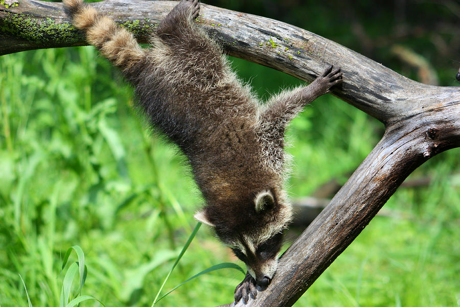 Raccoon #1 Photograph by Amanda Stadther
