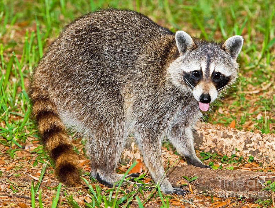 Nature Photograph - Raccoon #1 by Millard H. Sharp