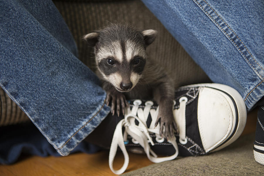 Raccoon Orphan Wildcare California #1 Photograph by Suzi Eszterhas