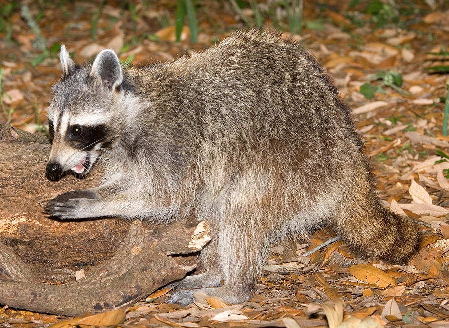 Raccoon Procyon Lotor Adult Eating Grubs #1 Photograph by Millard H. Sharp
