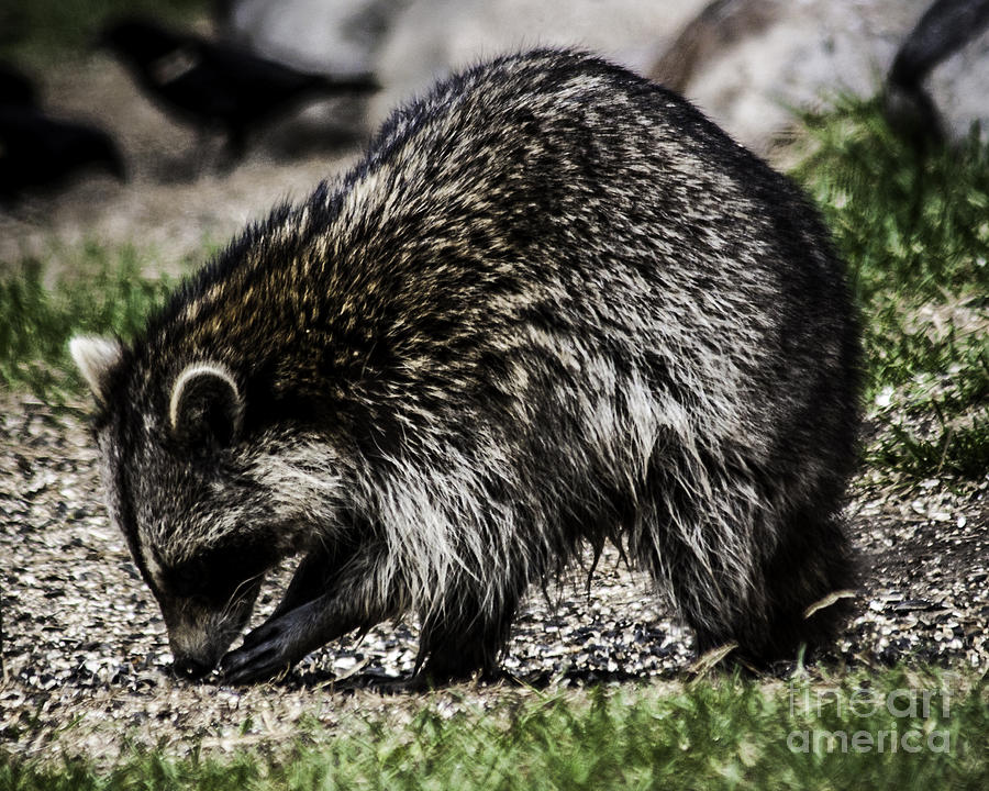 Raccoon #1 Photograph by Ronald Grogan