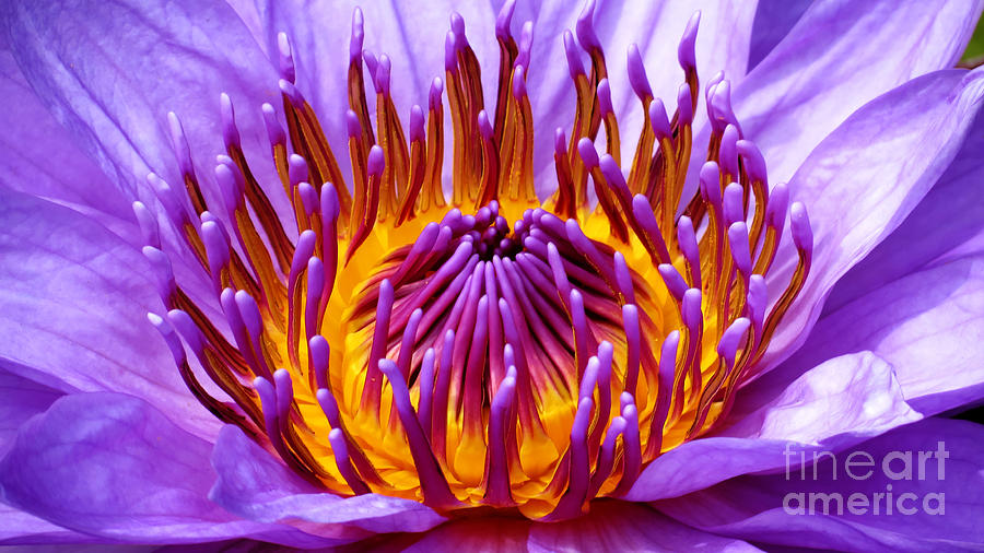 Water Lily Photograph - Radiance by Putterhug Studio Water Lily Photograph - Radiance by Putterhug Studio