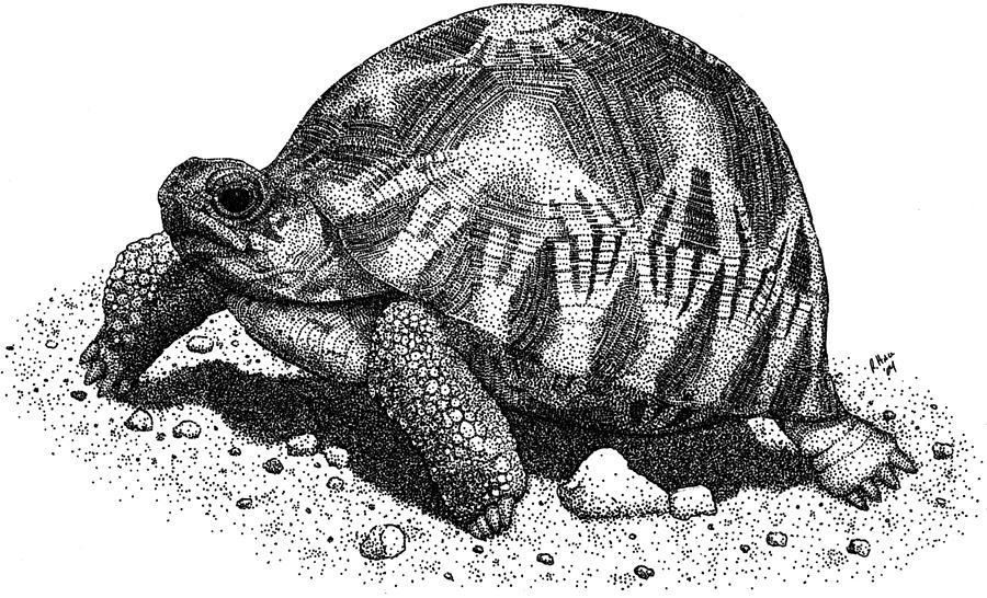 Radiated Tortoise #1 Photograph by Roger Hall