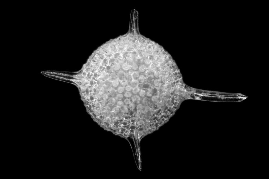Radiolarian Protozoan #1 Photograph by Frank Fox