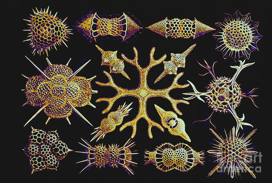 Ernst Haeckel Photograph - Radiolarians After Ernst Haeckel #1 by Scott Camazine