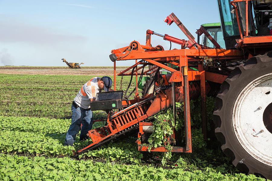 Radish Harvest Photograph by Jim West - Fine Art America