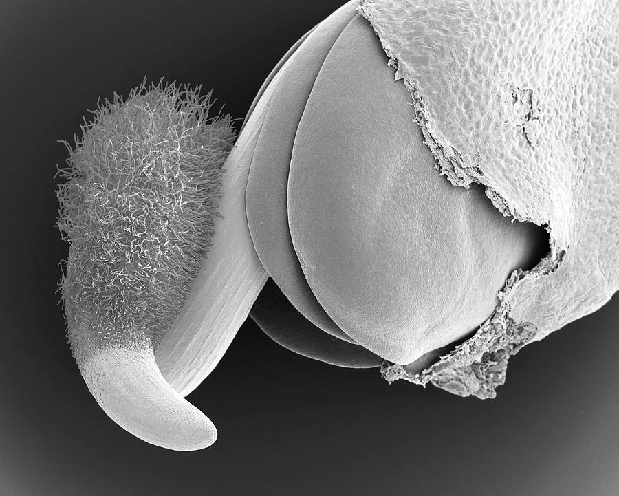 Black And White Photograph - Radish Seed Root And Cotyledons (raphanus Sativus) #1 by Dennis Kunkel Microscopy/science Photo Library