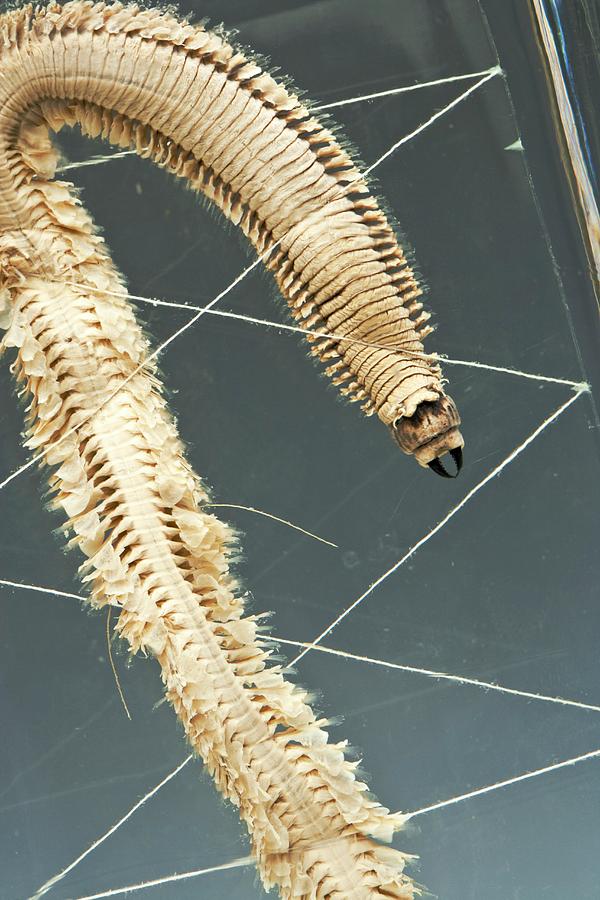 Ragworm Specimen Photograph By Ucl Grant Museum Of Zoology Pixels