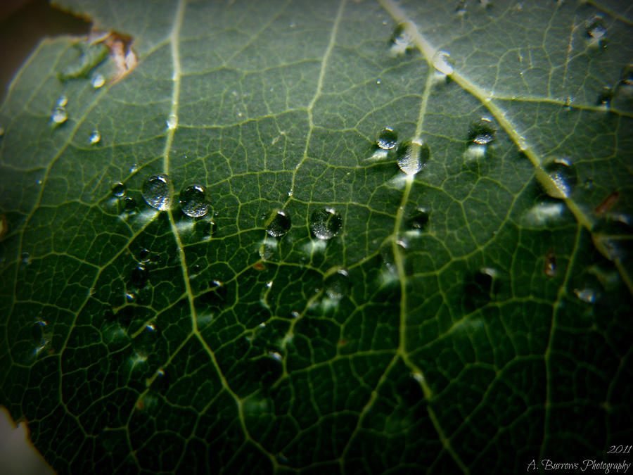 Rain Drop Macro #1 Photograph by Aaron Burrows