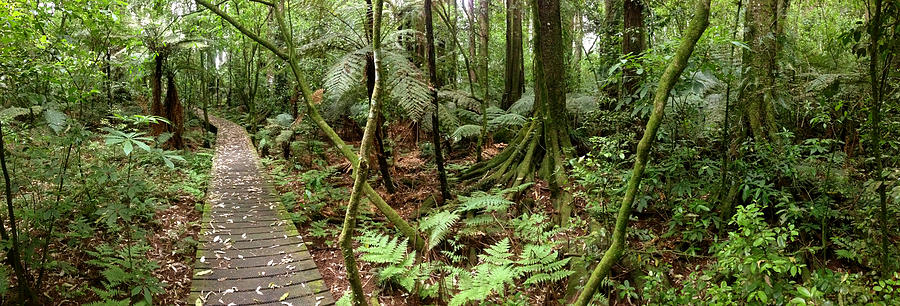 Rain Forest Trail Photograph