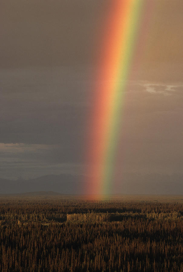 Rainbow At Sunrise, Alaska Photograph by Peter Essick - Fine Art America