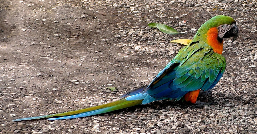Rainbow Bird #1 Photograph by Don Kenworthy