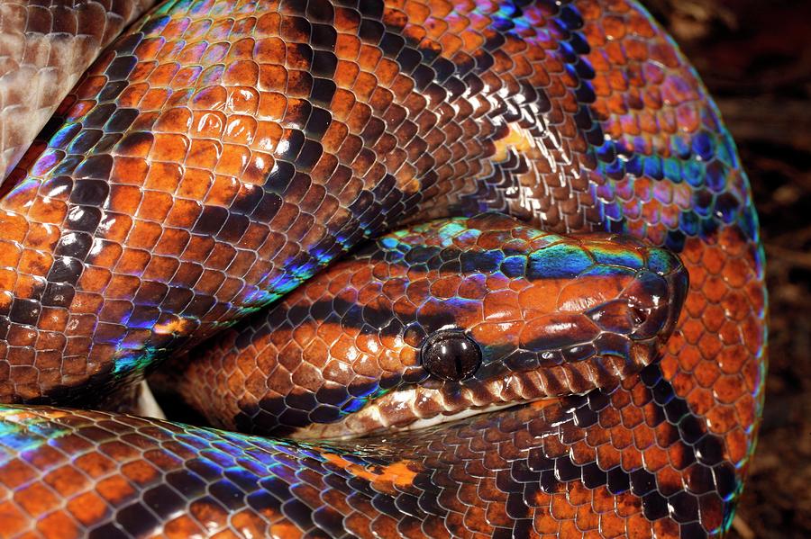 Snake Photograph - Rainbow Boa #1 by Dr Morley Read/science Photo Library