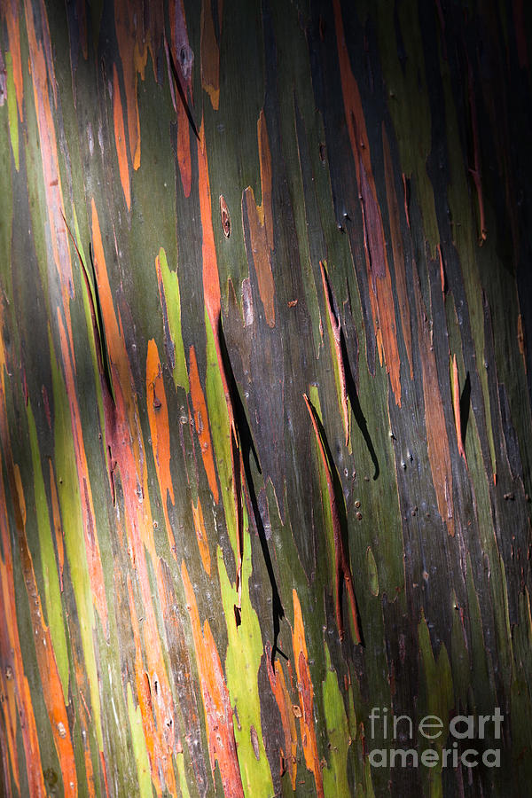 Abstract Photograph - Rainbow Eucalyptus #1 by Juan Silva