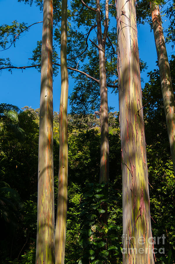 Rainbow Eucalyptus Tree Maui Hawaii USA #1 Photograph by Don Landwehrle