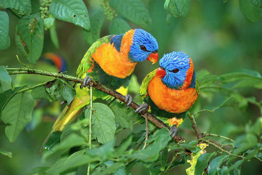 Bird Photograph - Rainbow Lorikeet Pair #2 by Matthias Breiter