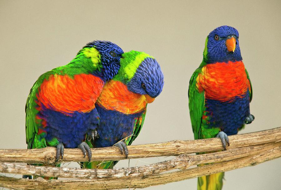 Animal Photograph - Rainbow Lorikeets #1 by Bob Gibbons
