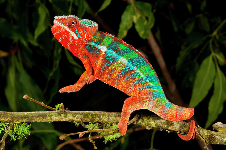 Nature Photograph - Rainbow Panther Chameleon, Fucifer #1 by David Northcott