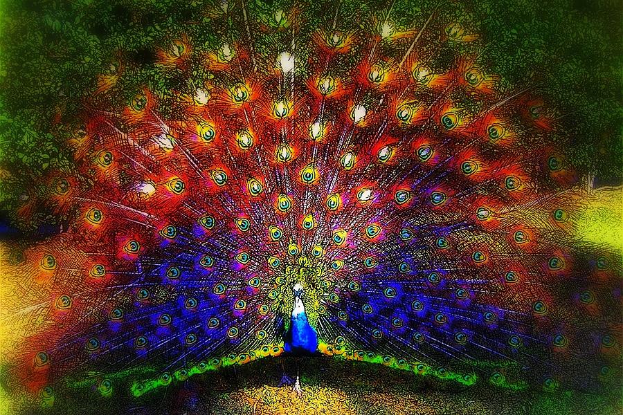 Rainbow Peacock Photograph by Jodie Marie Anne Richardson Traugott          aka jm-ART