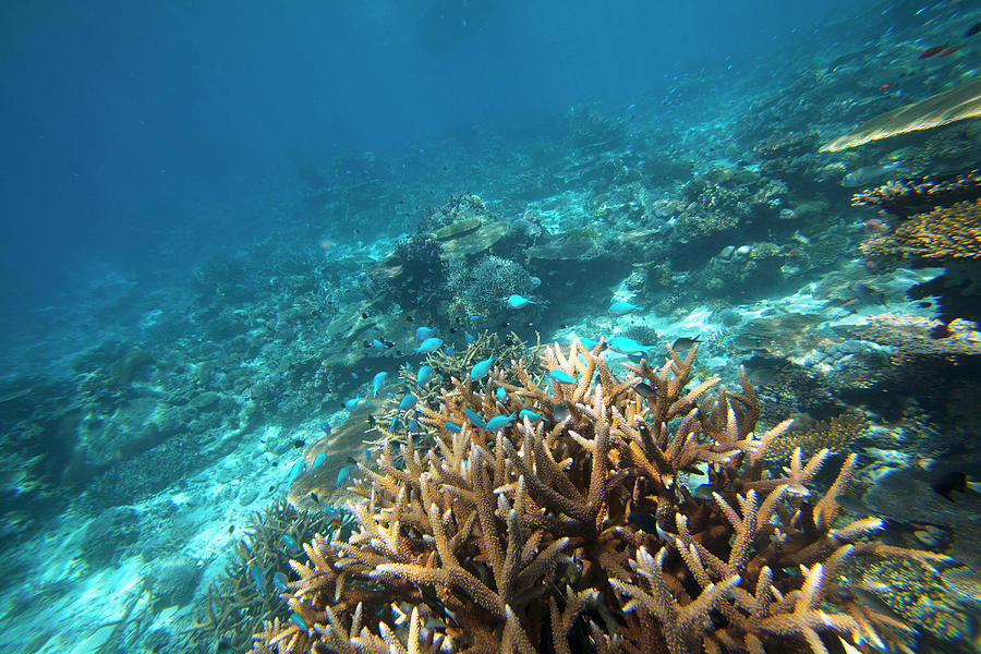 Rainbow Reef, Vanua Levu, Fiji Photograph by Douglas Peebles - Pixels