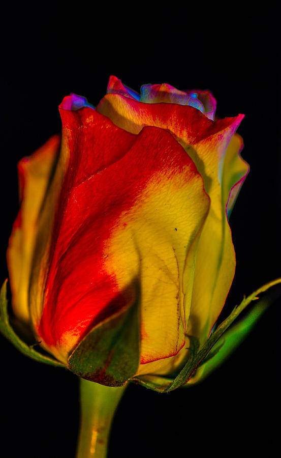 Rainbow rose #1 Photograph by Gerald Kloss