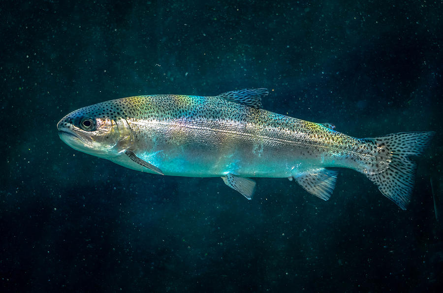 Rainbow Trout #2 Photograph by Brian Stevens
