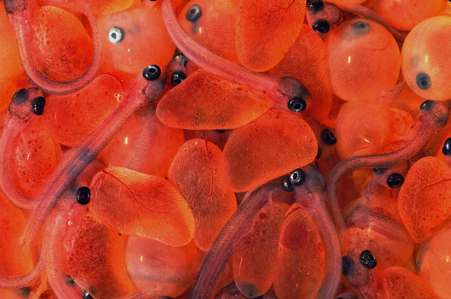 Rainbow Trout Eggs #1 Photograph by Theodore Clutter - Pixels