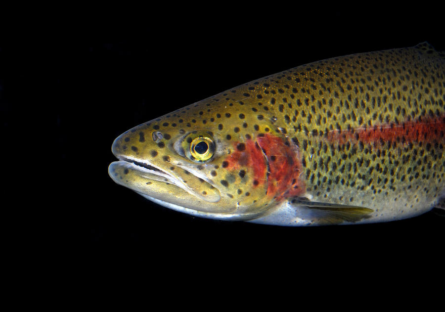 Rainbow Trout #1 Photograph by Theodore Clutter