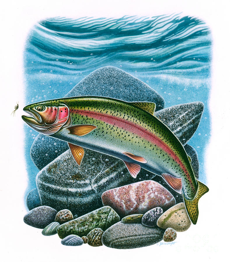 Rainbow Trout Vignette #2 Painting by JQ Licensing