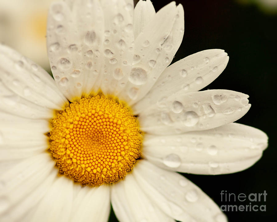 Raindrop Daisy Photograph