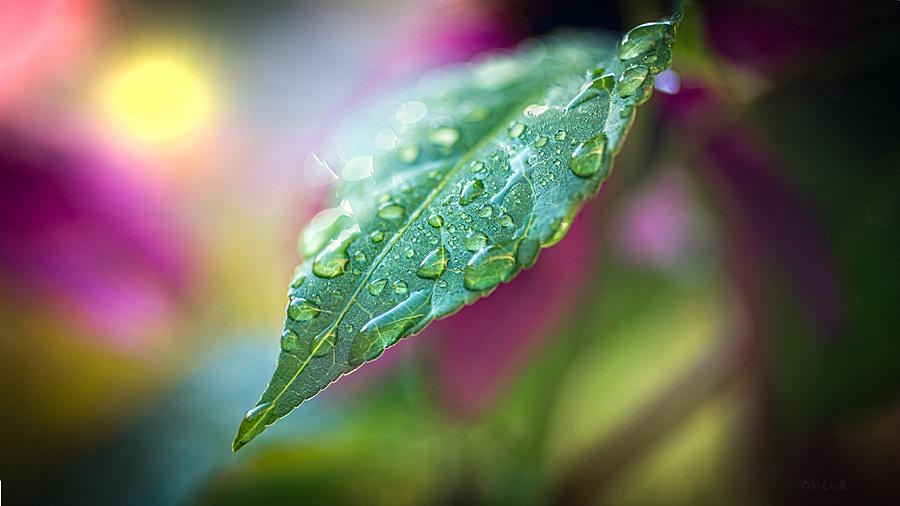 Raindrops #1 Photograph by Bob Orsillo