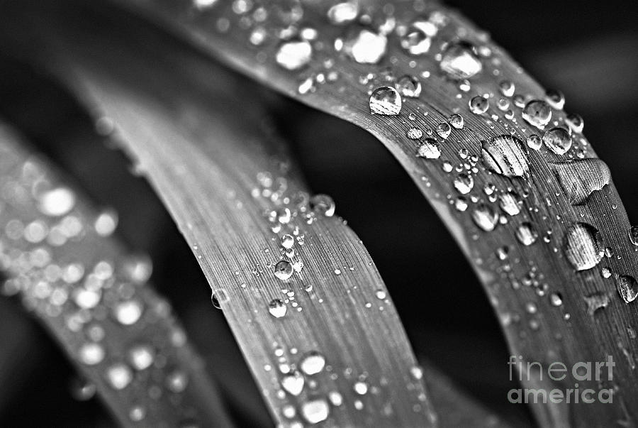 Raindrops on grass blades 1 Photograph by Elena Elisseeva