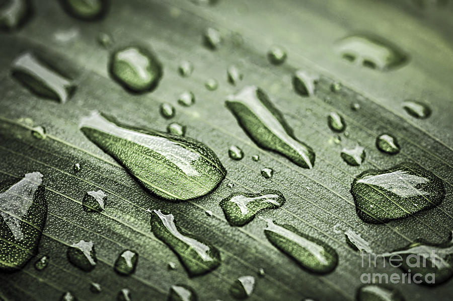 Raindrops on leaf 2 Photograph by Elena Elisseeva
