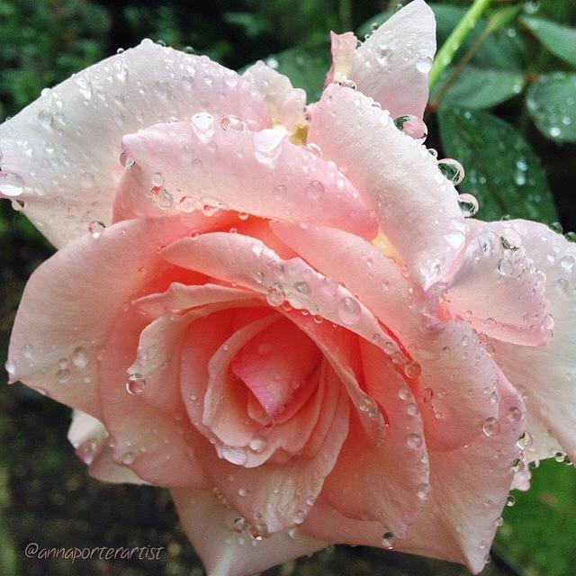 Rose Photograph - Raindrops On Roses And Whiskers On #1 by Anna Porter