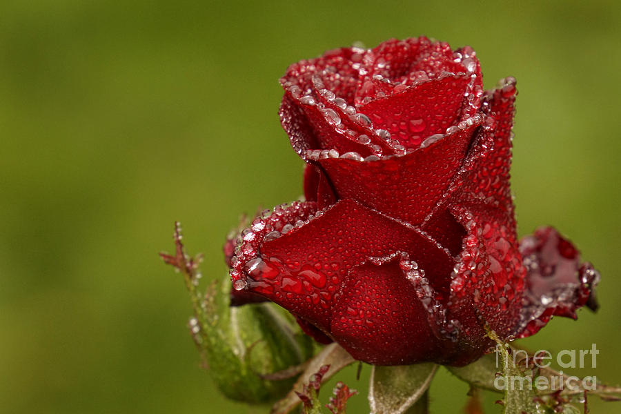 Raindrops on Roses #1 Photograph by Inge Riis McDonald