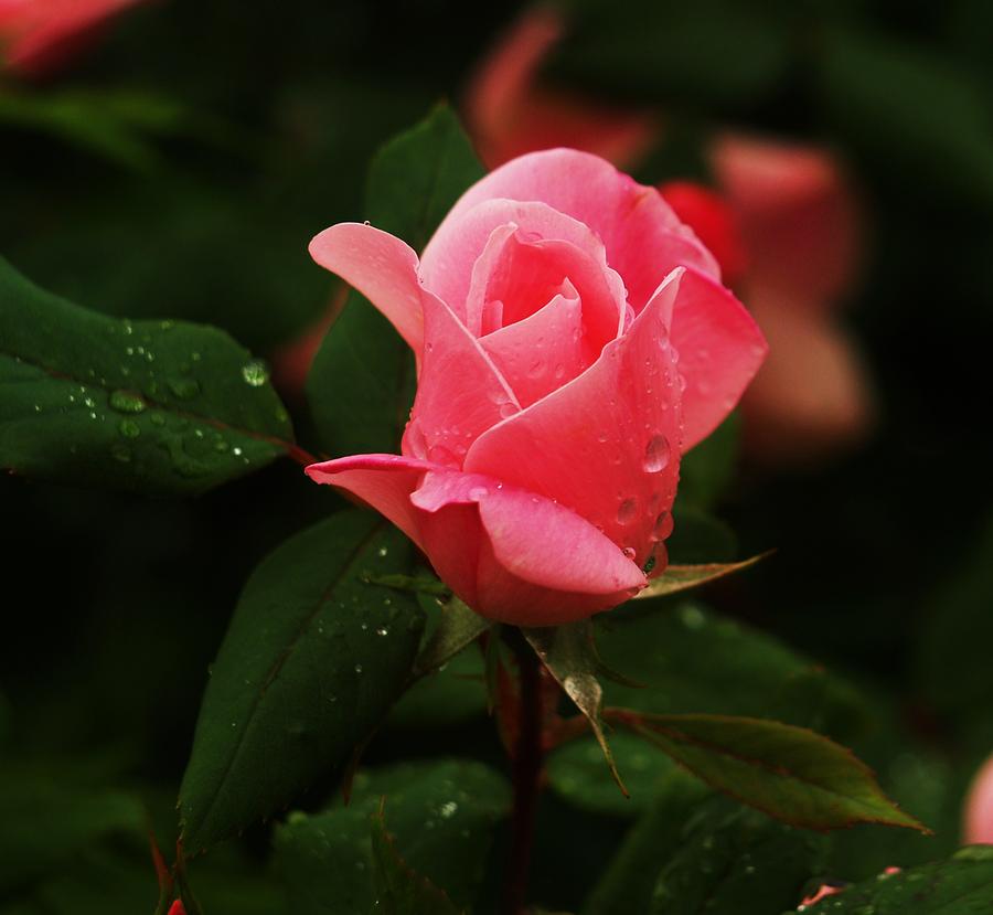 Raindrops on Roses #1 Photograph by Roseann Errigo