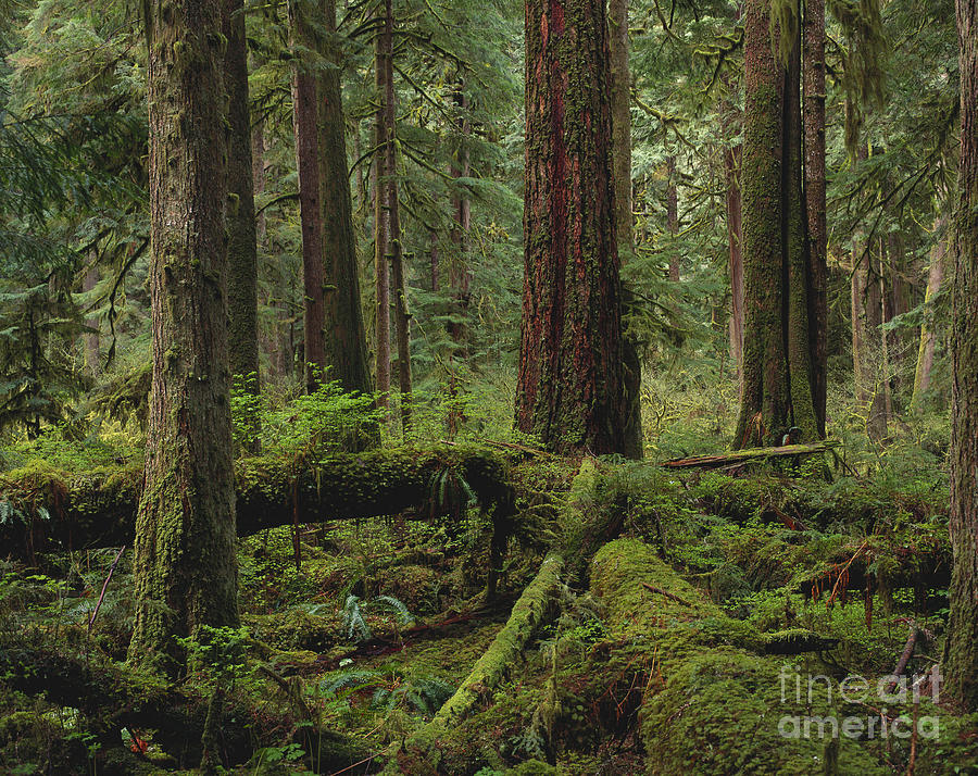 Rainforest #1 Photograph by Art Wolfe