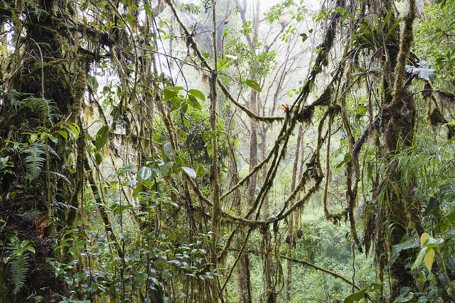 Rainforest At Cerro De La Muerte Costa #1 Photograph by Konrad Wothe