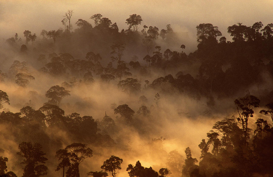 Rainforest At Dawn #1 Photograph by Louise Murray/science Photo Library